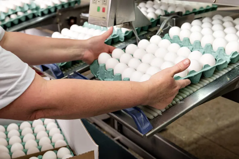 Espírito Santo dispara exportação de ovos e entra no top 10 do agronegócio estadual