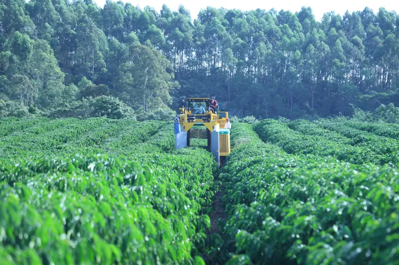 Linhares recebe executivos globais da Nestlé em apresentação de tecnologia agrícola de ponta