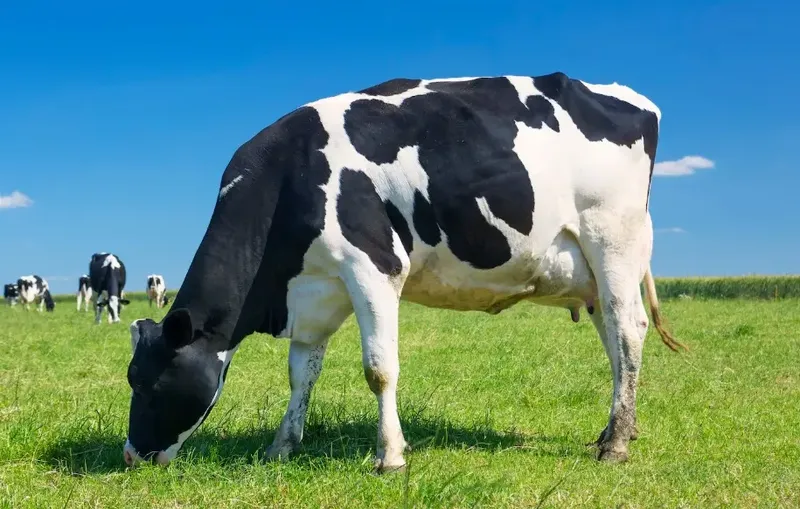 Pesquisa da Ufes desenvolve tratamento natural para mastite bovina