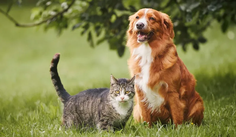 Projeto de lei pode permitir sepultamento de pets com tutores no ES