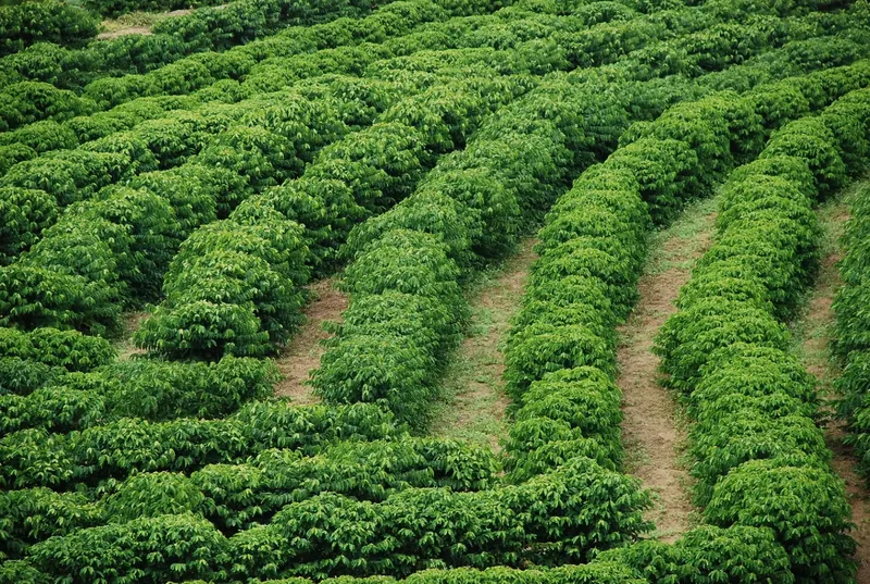 Reforma tributaria muda regras para produtores rurais a partir de 2026