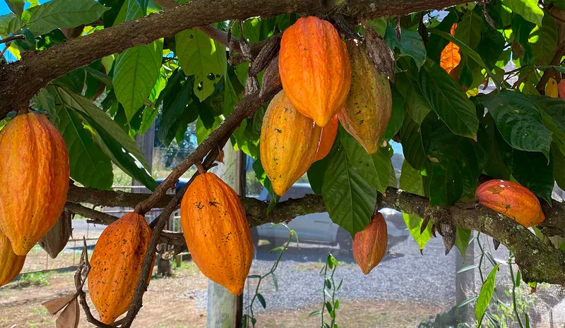Suspensão de importação de cacau gera debate entre produtores capixabas