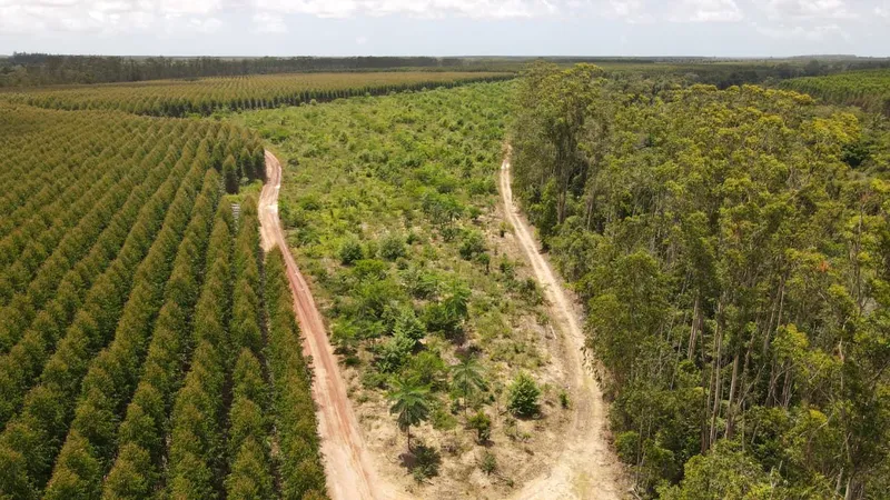 Suzano conecta 214 mil hectares em corredores ecológicos no norte capixaba